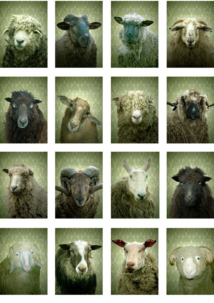 Schapen, Sheep, digitale prints, Veerle Stevens